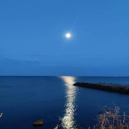 лесо-зара студио *